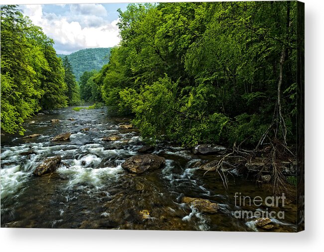 Cranberry River Acrylic Print featuring the photograph Spring along Cranberry River #14 by Thomas R Fletcher