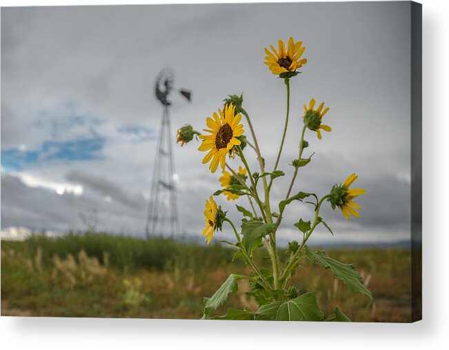 Colorado Acrylic Print featuring the photograph Untitled #9 by Ryan Heffron