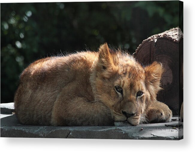 Lion Acrylic Print featuring the photograph A Brief Naptime Pause by Theo OConnor
