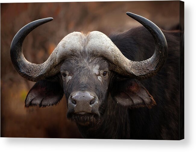 Africa Acrylic Print featuring the photograph A Buffalo Portrait by Mario Moreno