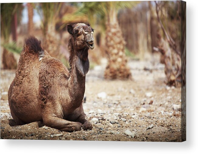 Animal Teeth Acrylic Print featuring the photograph A Camel Sitting On The Ground by Reynold Mainse / Design Pics
