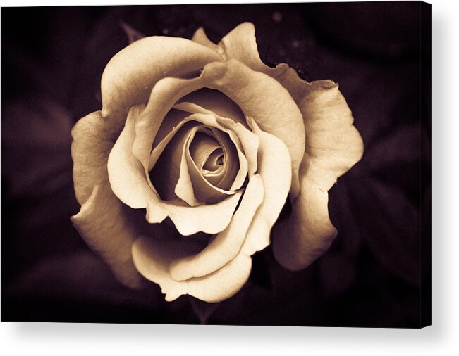 2014 Acrylic Print featuring the photograph A Chocolate Raspberry Rose by Wade Brooks