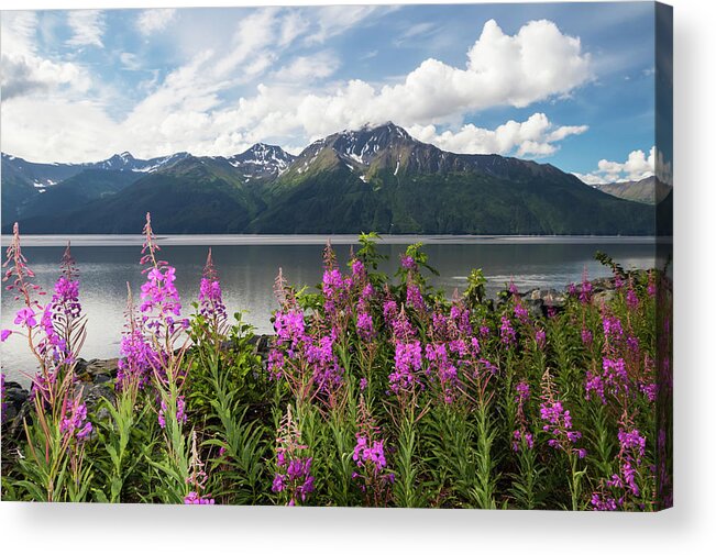 Blossoming Acrylic Print featuring the photograph A Colourful Patch Of Fireweed by Doug Lindstrand