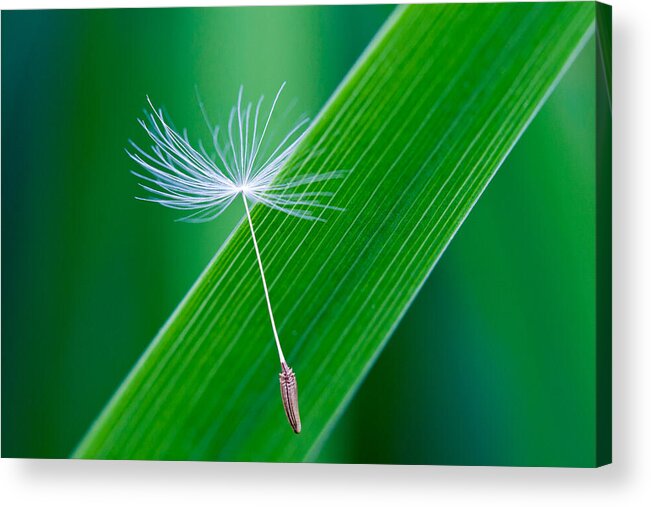 Dandelion Acrylic Print featuring the photograph A Dandelion Seed by Michael Russell