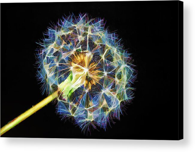 Dandelion Acrylic Print featuring the photograph A Dandy Vision by Bill and Linda Tiepelman