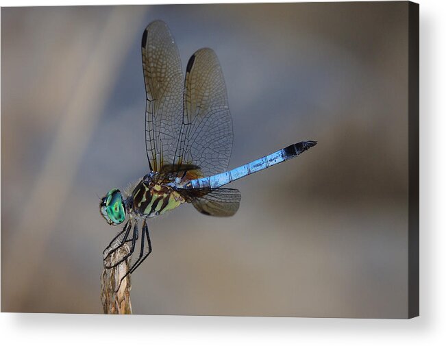 Dragonfly Acrylic Print featuring the photograph A Dragonfly IV by Raymond Salani III