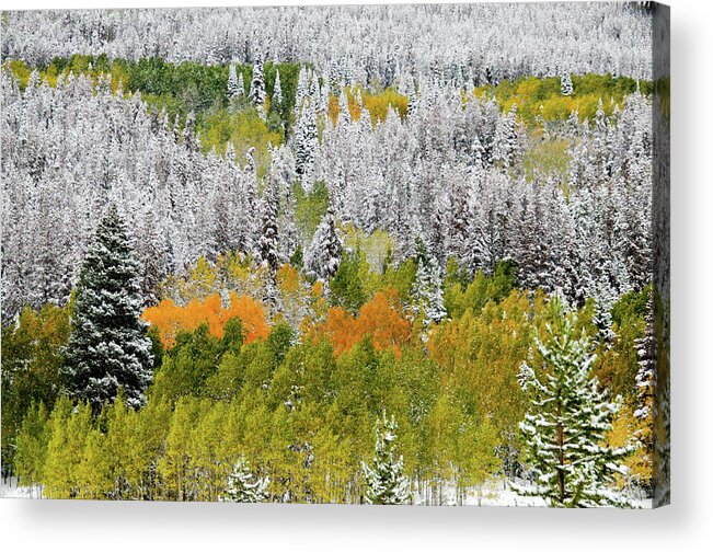 Trees Acrylic Print featuring the photograph A Dusting of Snow by Geraldine Alexander