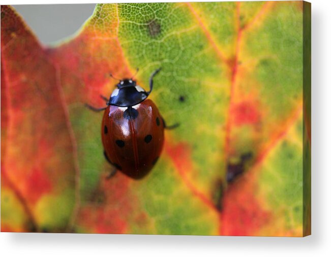 Ladybug Acrylic Print featuring the photograph A Fall Walk 4 by Mary Bedy