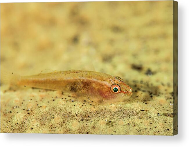 Flathead Goby Acrylic Print featuring the photograph A Flathead Goby Is Camouflaged by Brook Peterson