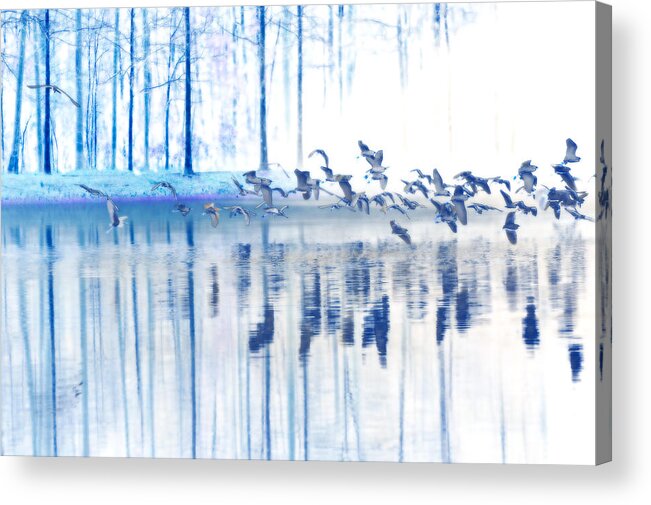Landscape Photograph Acrylic Print featuring the photograph A Flock Of Egrets by Frank Bright