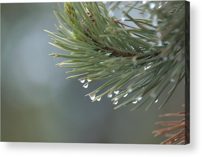 Water Drops Acrylic Print featuring the photograph A Foggy Morning by Frank Madia