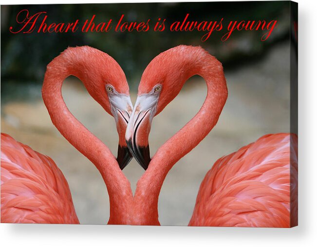 Heart Acrylic Print featuring the photograph A heart that loves is always young by Bob Johnson