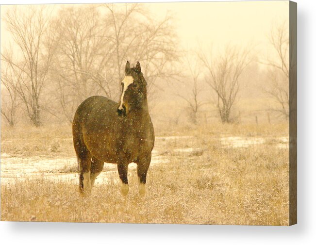 Horse Acrylic Print featuring the photograph A Horse In The Snow by Jeff Swan