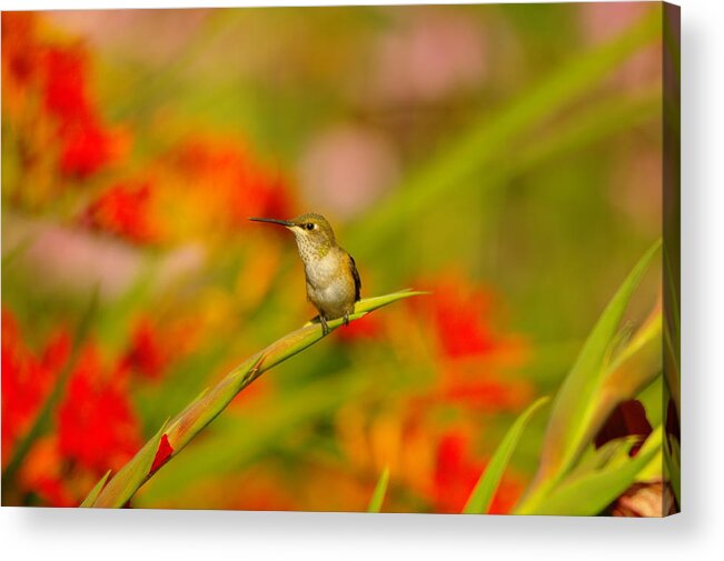 Birds Acrylic Print featuring the photograph A Humming Bird Perched by Jeff Swan