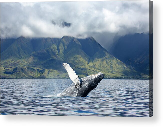 Animals In The Wild Acrylic Print featuring the photograph A Humpback Whale Megaptera by Dave Fleetham