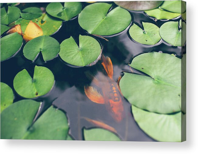 Pets Acrylic Print featuring the photograph A Koi Fish Swimming Underneath Lily by Melissa Ross