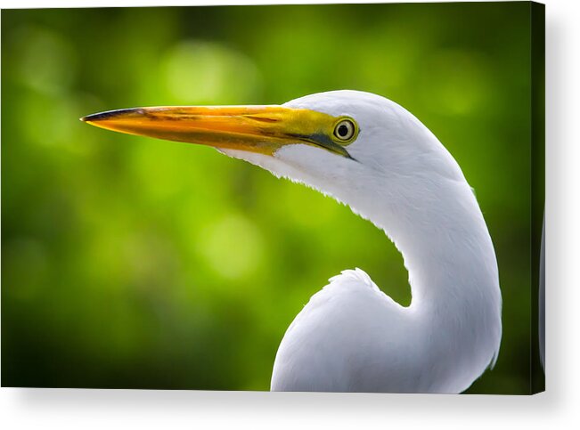Alert Acrylic Print featuring the photograph A Lighter version of a Snowy Egret by Andres Leon