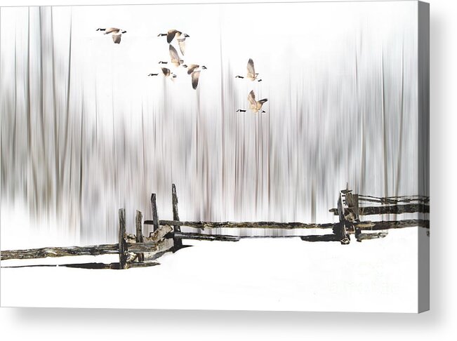 Winter Acrylic Print featuring the photograph A Little Winter Magic by Andrea Kollo