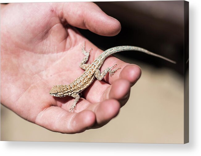 Bakersfield Acrylic Print featuring the photograph A Lizard Sits On A Hand by David Zentz