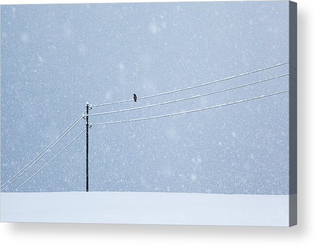 Snow Acrylic Print featuring the photograph A Long Day In Winter by Uschi Hermann