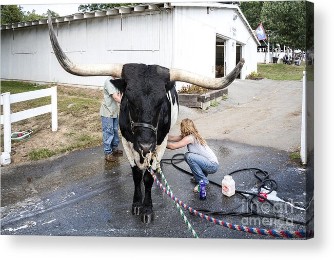 County Fair Acrylic Print featuring the photograph A longhorn steer is prepared for exhibition at a county fair by William Kuta