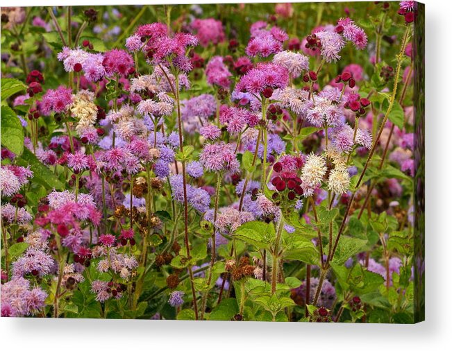 Colorful Small Flower Group Acrylic Print featuring the photograph A Lovely Fall Palette by Byron Varvarigos