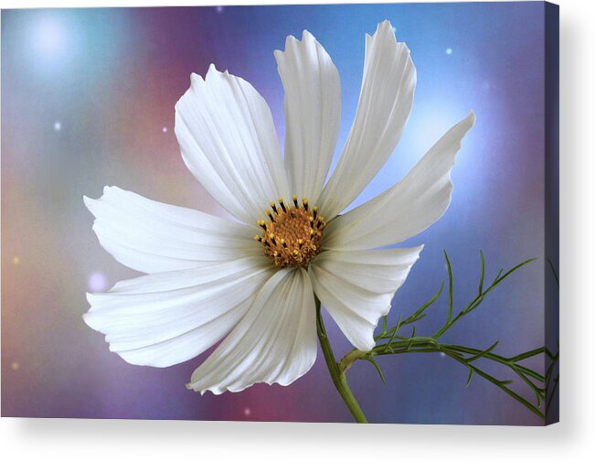 Cosmos Acrylic Print featuring the photograph A New Cosmos. by Terence Davis