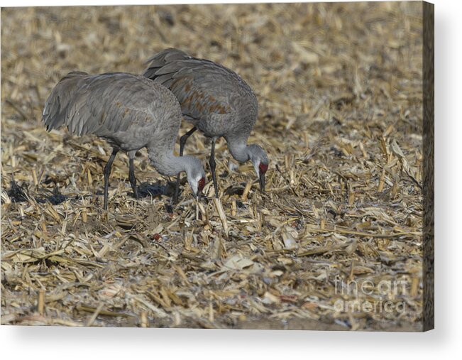 Feeding Acrylic Print featuring the photograph A Pair Of Sandhill Cranes by Steve Triplett