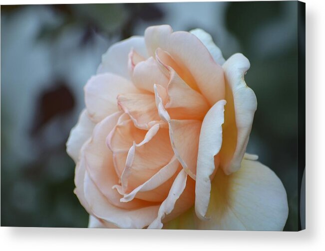 Rose Acrylic Print featuring the photograph A Rose in the Morning by Alex King