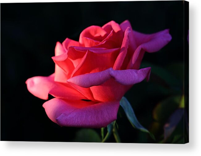 Blossom Acrylic Print featuring the photograph A Rose is a Rose by David Andersen