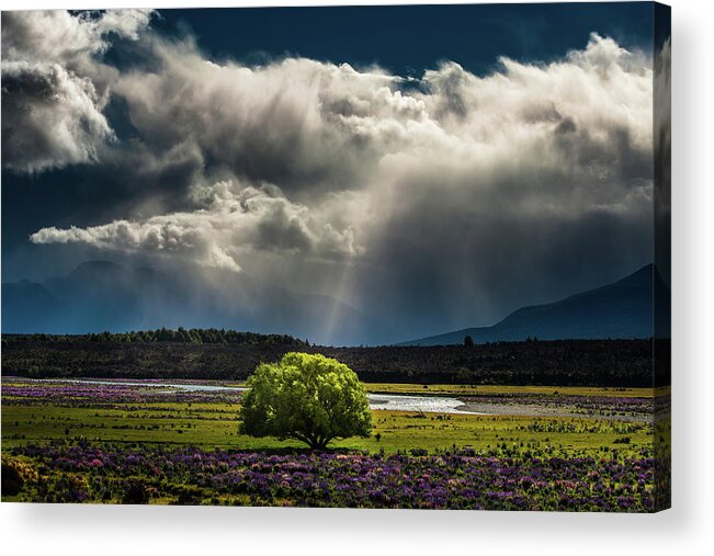 Scenics Acrylic Print featuring the photograph A Single Big Tree In Middle Of Lupines by Coolbiere Photograph