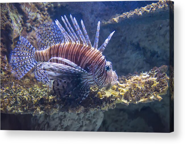 Fish Acrylic Print featuring the photograph A Single Lion Fish Swimming by Flees Photos