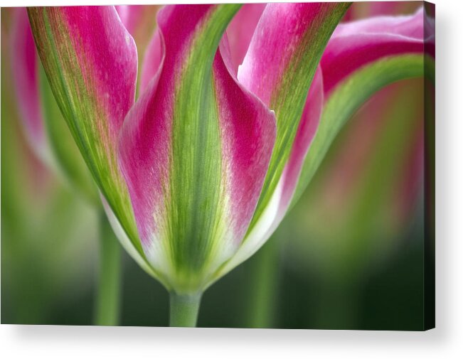 Tulip Acrylic Print featuring the photograph A standout by Elvira Butler