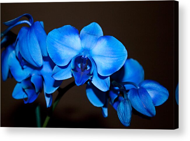 Orchids Acrylic Print featuring the photograph A Stem of Beautiful Blue Orchids by Sherry Hallemeier