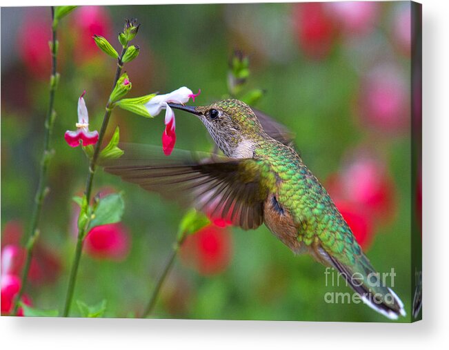 Humming Bird Acrylic Print featuring the photograph A Tall Drink by Jim Garrison
