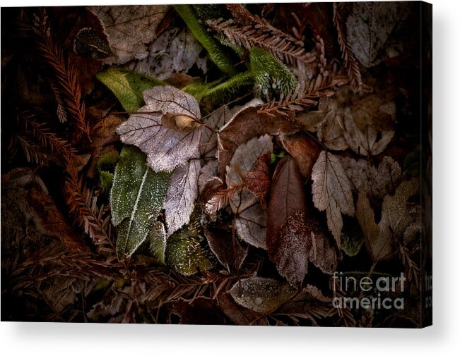 Botanical Acrylic Print featuring the photograph A Touch of Frost by Venetta Archer