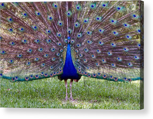 Peacock Acrylic Print featuring the photograph A Vargos Peacock by Tim Stanley