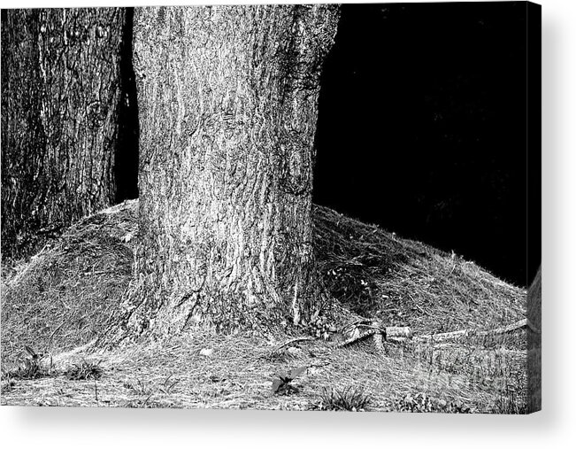 Very Old Acrylic Print featuring the photograph A Very Very Old Tree by Steven Macanka