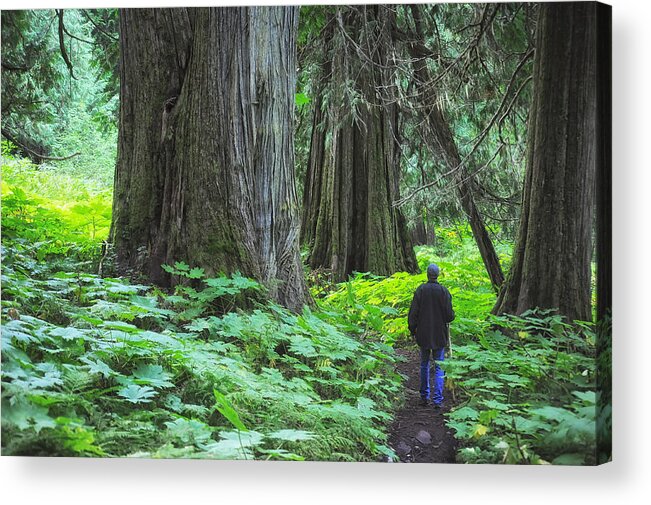 Landscapes Acrylic Print featuring the photograph A Walk in the Ancient Forest by Mary Lee Dereske