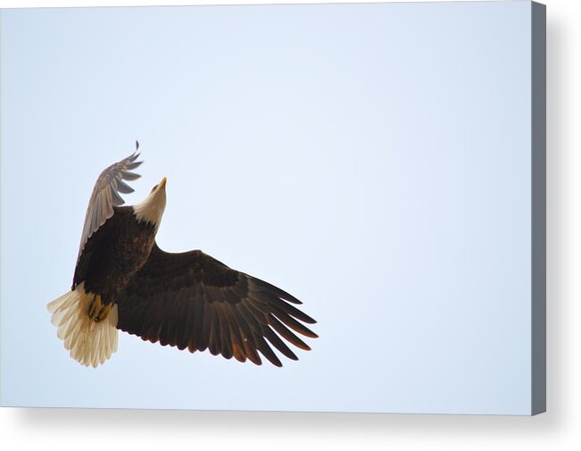 Eagle Acrylic Print featuring the photograph Above All Else by Bonfire Photography