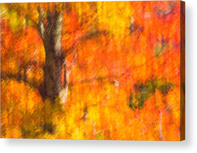 Nature Acrylic Print featuring the photograph Abstract Autumn by Joan Herwig