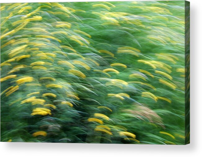 Spring Acrylic Print featuring the photograph Abstract blurred flower meadow in spring by Matthias Hauser