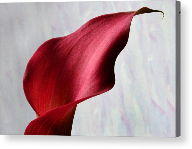 Abstract Acrylic Print featuring the photograph Abstract Calla. by Terence Davis