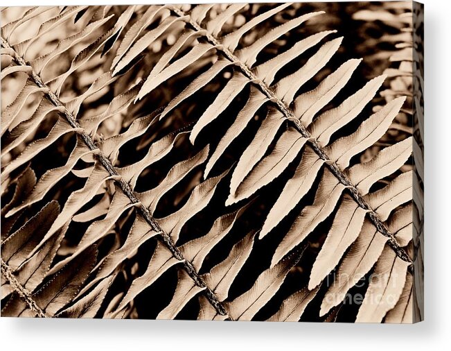 Abstract Acrylic Print featuring the photograph Abstract Fern by Clare Bevan