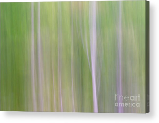 Abstract Acrylic Print featuring the photograph Abstract Forest by Tamara Becker