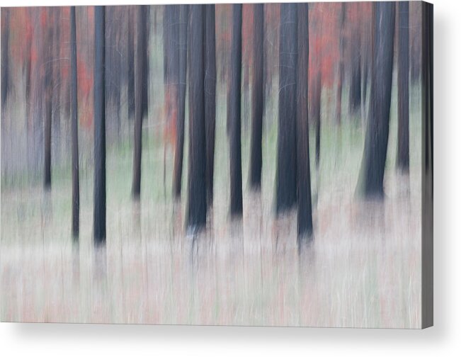 Landscape Acrylic Print featuring the photograph Abstract trees by Carolyn D'Alessandro