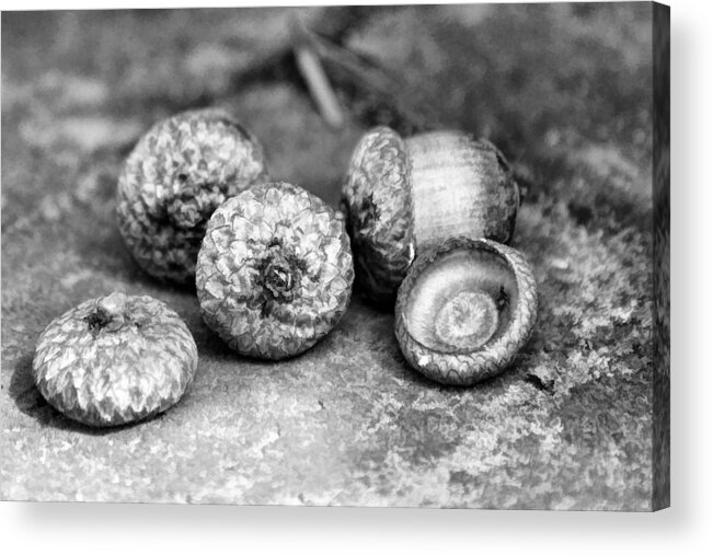 Acorns Acrylic Print featuring the photograph Acorns by Heidi Farmer