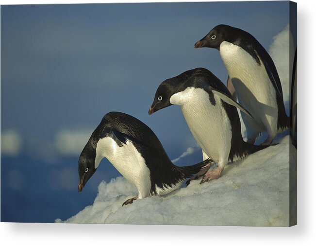 Feb0514 Acrylic Print featuring the photograph Adelie Penguin Commuting Sea Antarctica by Tui De Roy