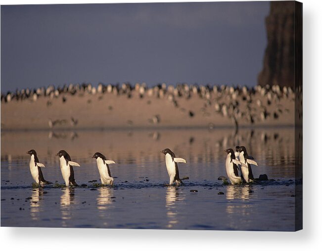 Feb0514 Acrylic Print featuring the photograph Adelie Penguin Group Commuting Cape by Tui De Roy