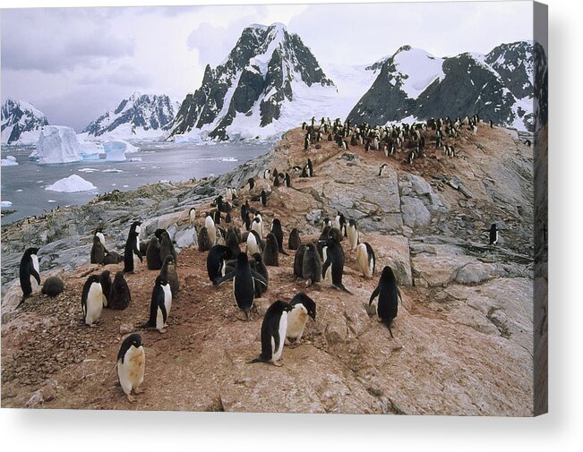 Feb0514 Acrylic Print featuring the photograph Adelie Penguin Rookery Petermann Island by Tui De Roy